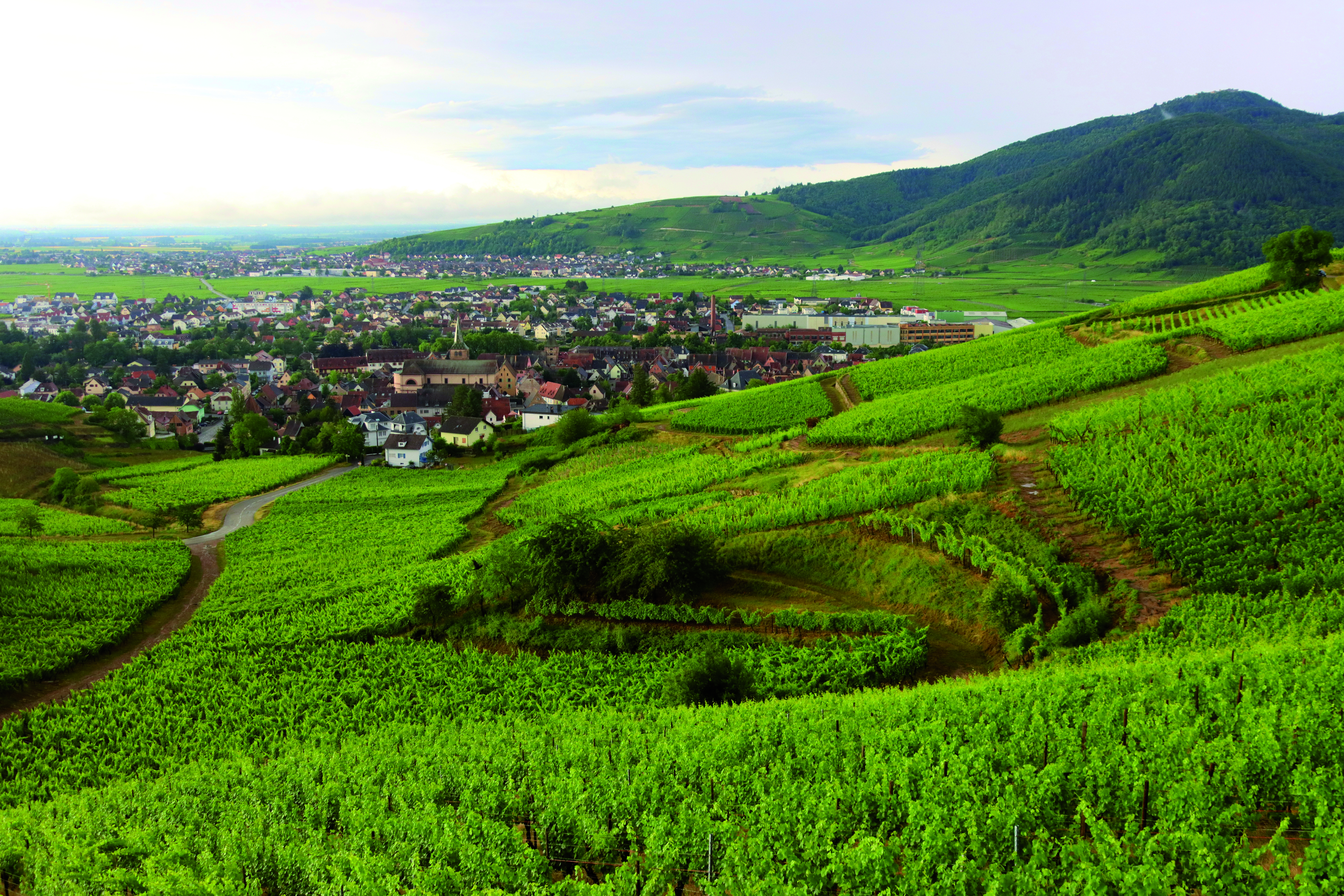 Turckheim vignes